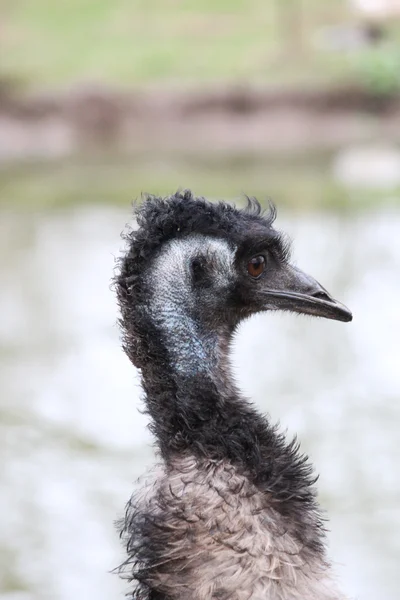 Un Emu australiano — Foto Stock