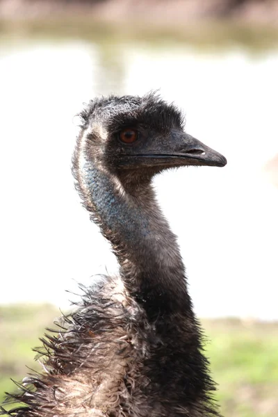 Az ausztrál Emu — Stock Fotó