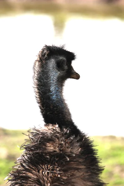Австралійський Emu — стокове фото