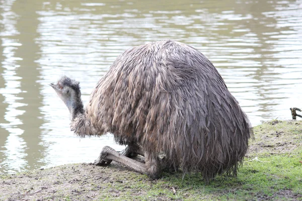 Um Emu australiano — Fotografia de Stock