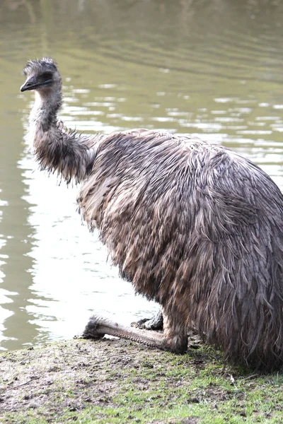 Um Emu australiano — Fotografia de Stock