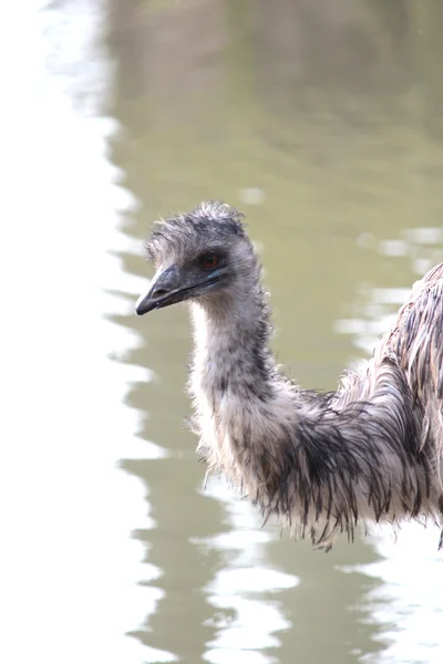 Un Emú Australiano —  Fotos de Stock