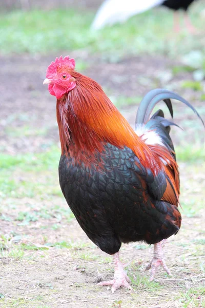 Uma galinha bonita — Fotografia de Stock
