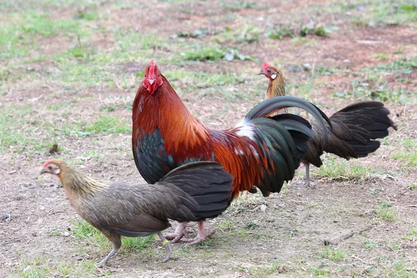 Hezký kuře — Stock fotografie