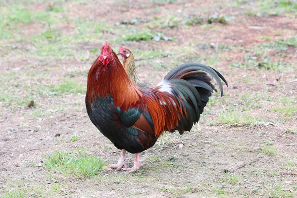 Hezký kuře — Stock fotografie