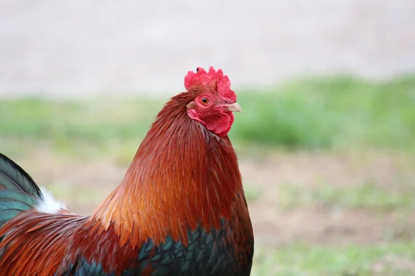 Güzel bir tavuk — Stok fotoğraf