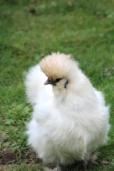 A nice chicken — Stock Photo, Image