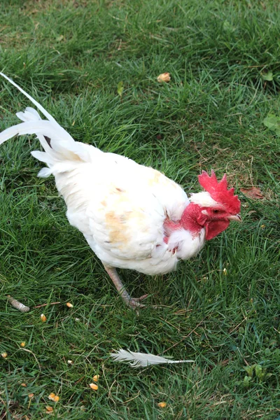 En fin kyckling — Stockfoto