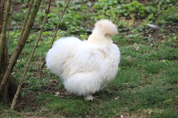 En fin kyckling — Stockfoto