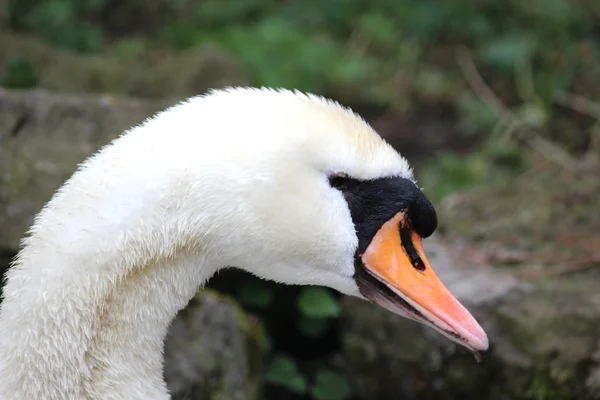 Un cisne blanco — Foto de Stock