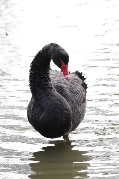 Um belo cisne negro — Fotografia de Stock