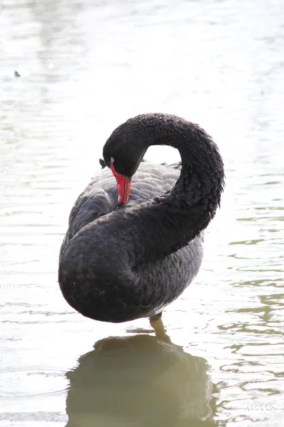 Прекрасный черный лебедь — стоковое фото