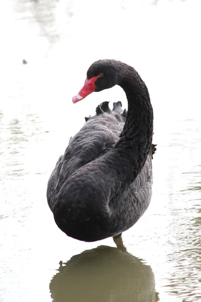 Прекрасный черный лебедь — стоковое фото