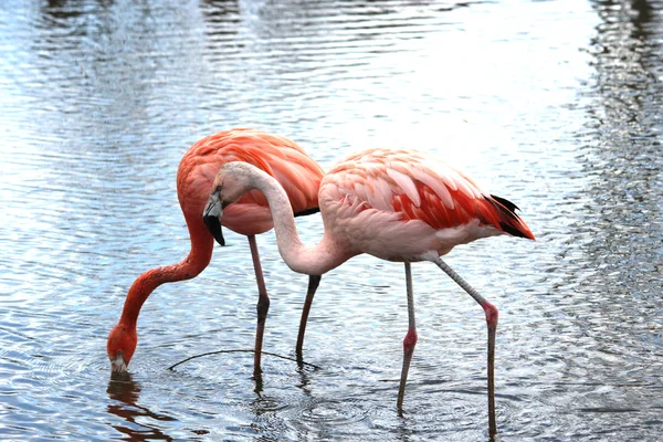 Een mooie flamingo — Stockfoto