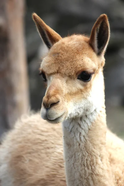 stock image An American lama