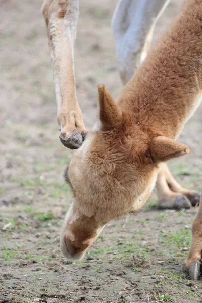 En amerikansk lama — Stockfoto