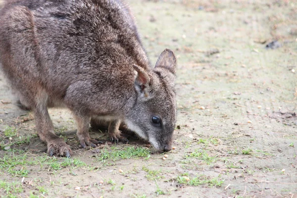 Австралийский валлаби — стоковое фото