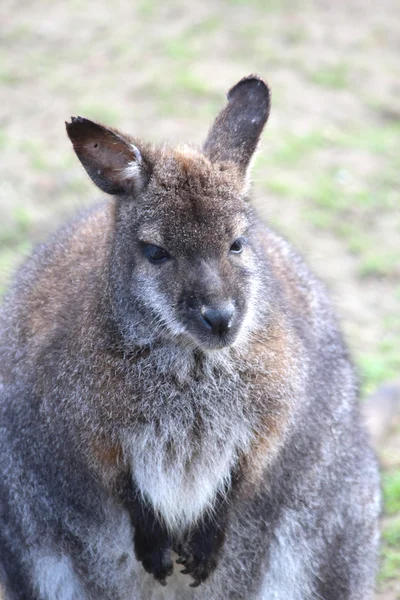 Australijska wallaby — Zdjęcie stockowe