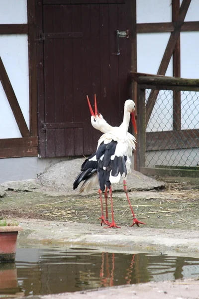 A European stork — Stock Photo, Image