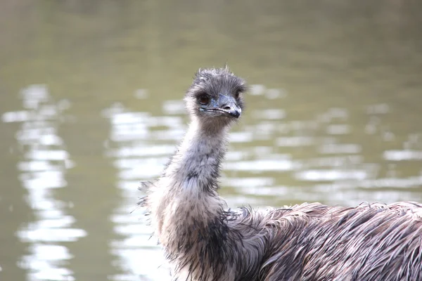 An Australian Emu Stock Photo