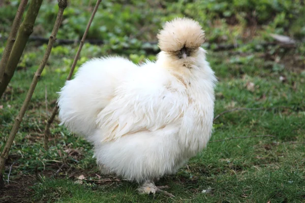 Uma galinha bonita Fotografias De Stock Royalty-Free