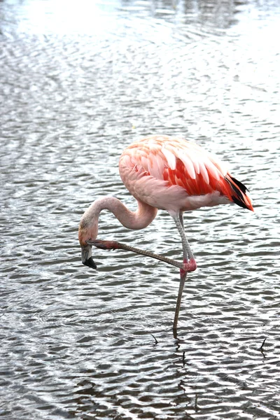 Ein schöner Flamingo Stockbild