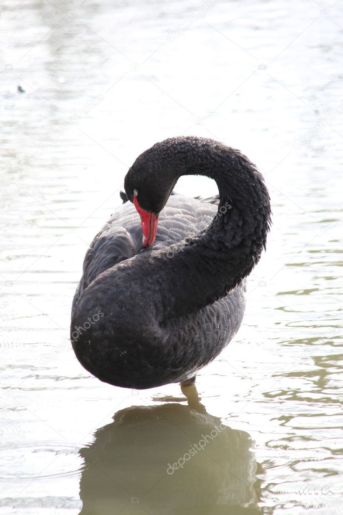 A beautiful black swan
