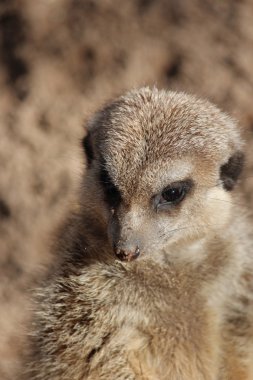 Bir Meerkat