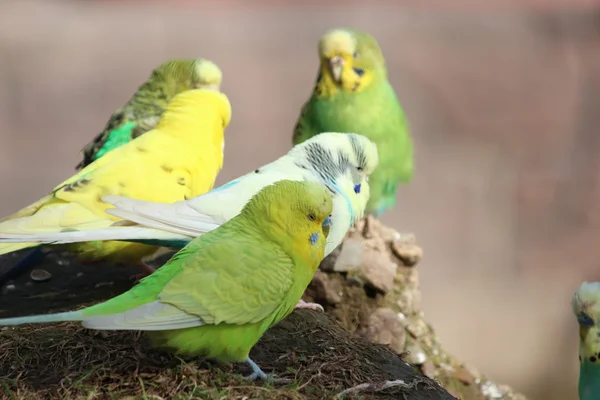 stock image A budgie