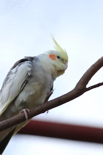 Bir muhabbet kuşu — Stok fotoğraf