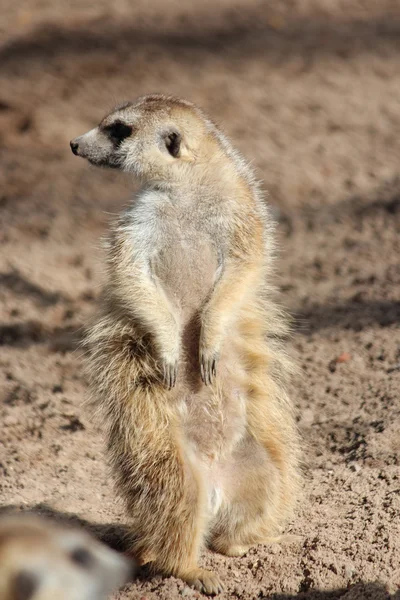 En Meerkat — Stockfoto