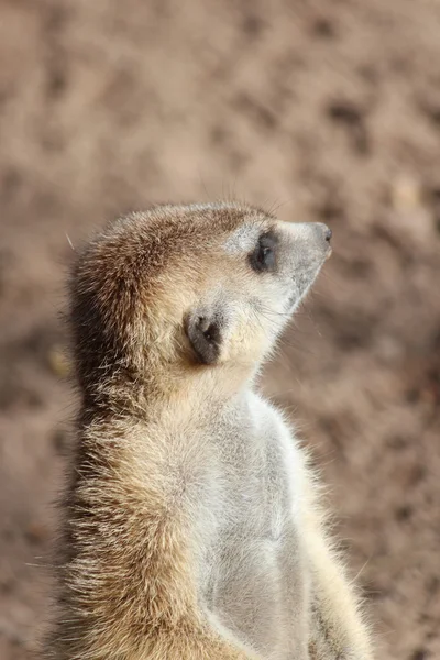 Um meerkat. — Fotografia de Stock