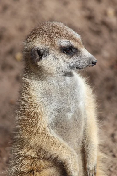 Un Meerkat — Foto Stock