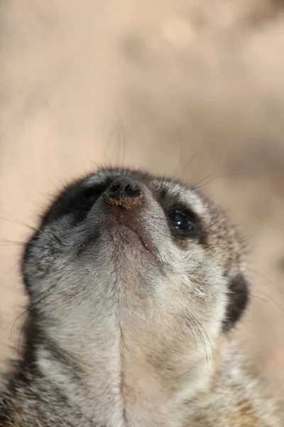A meerkat — Stock Photo, Image
