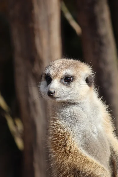 A meerkat — Stock Photo, Image