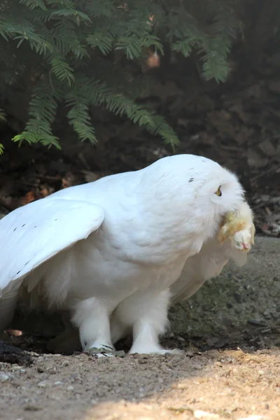 雪猫头鹰 — 图库照片