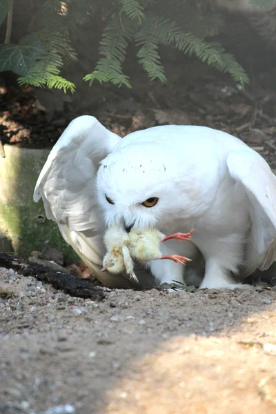 雪猫头鹰 — 图库照片