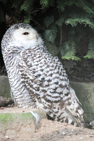 A snow owl