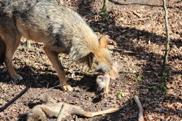 オオカミ — ストック写真