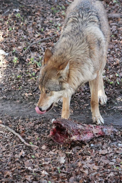El lobo — Foto de Stock