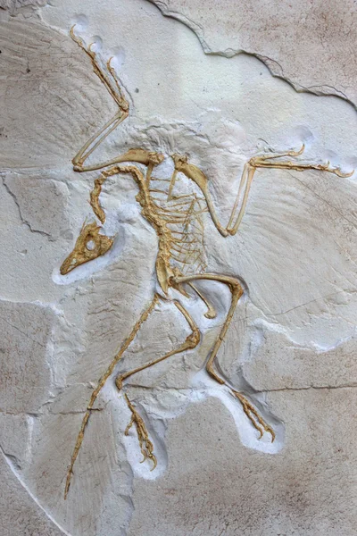Archeopteryx Φωτογραφία Αρχείου