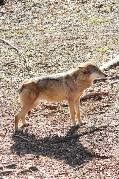 Ein Wolf — Stockfoto