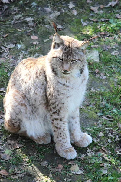 stock image A beautiful lynx