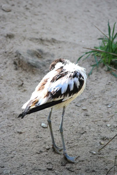 美しい渉禽類の鳥 — ストック写真