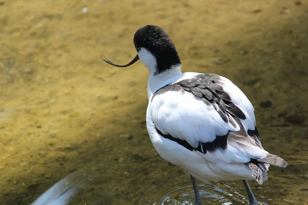 Beautiful wading bird — Stock Photo, Image