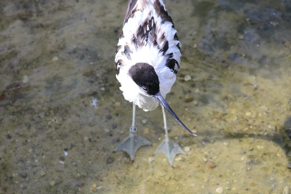 Beautiful wading bird — Stock Photo, Image