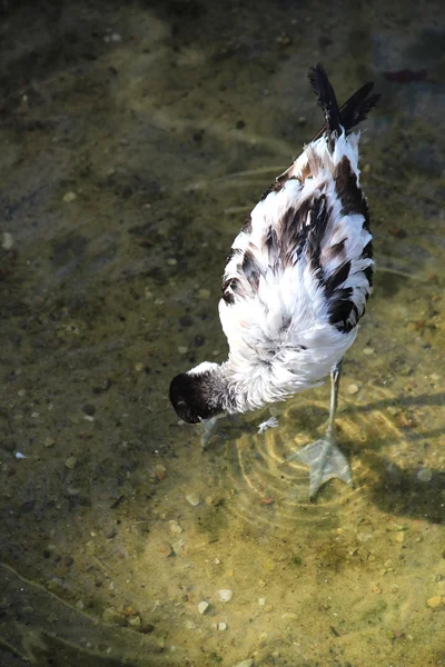 Piękny ptak brodzący — Zdjęcie stockowe