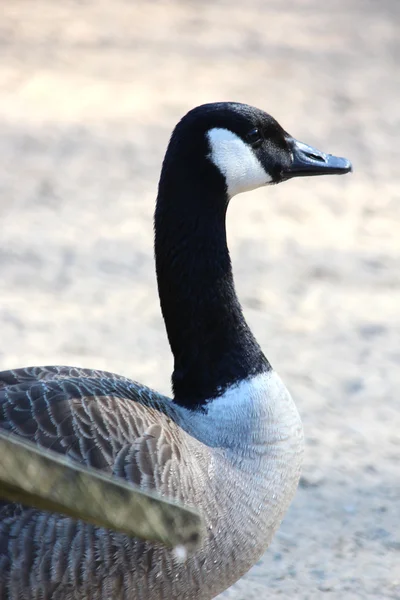 A nice goose — Stock Photo, Image