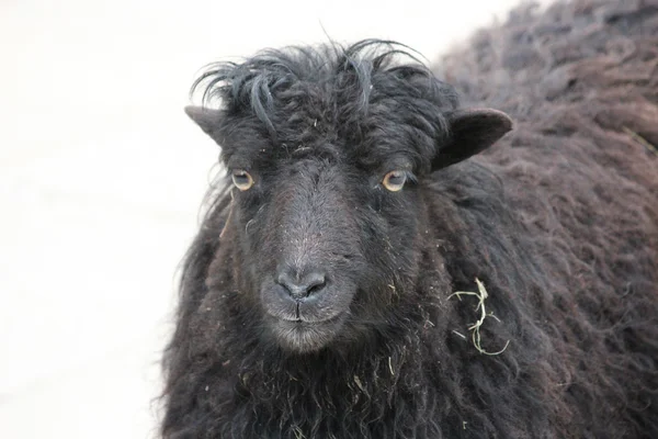 Una oveja —  Fotos de Stock
