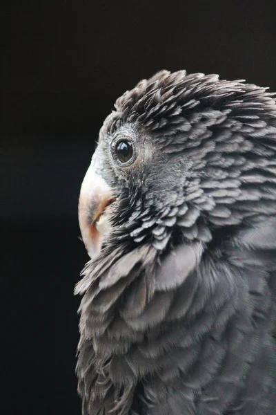 En papegoja — Stockfoto